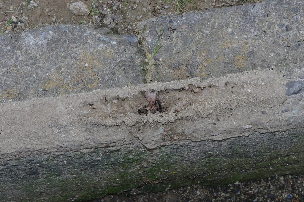 アリの毒餌 アリ殺し のq A 虫博士ドットコム